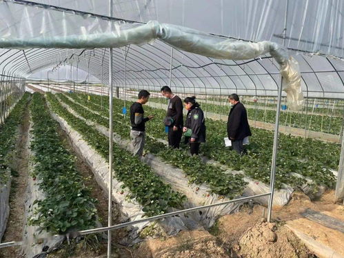 景谷多措并舉，合力保障春節期間農產品質量安全