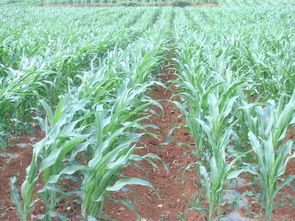 云南省農業廳與云南農業信息網 一站式農業信息咨詢服務平臺